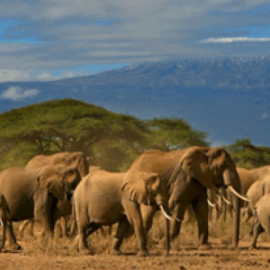 Kenia y Tanzania – Safari de 11 días