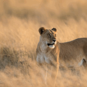 Kenia, tras las huellas de los 5 grandes – Safari de 8 días