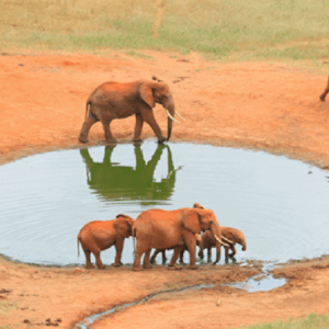 Kenia y playas de Malindi – Safari de 10 días