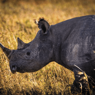 Kenia salvaje – Safari 5 días